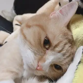 キメ顔すぎるネコ　　うにさん