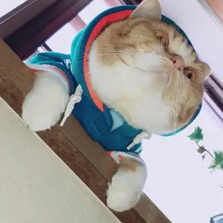 圧倒的ぶちゃかわすぎるネコ　　うにさん
