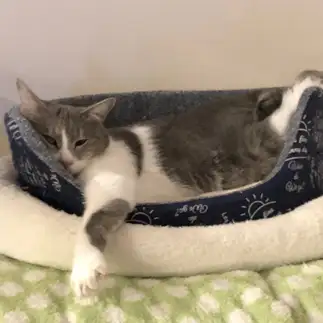 足のクセがスゴすぎるネコ　　Tomoさん
