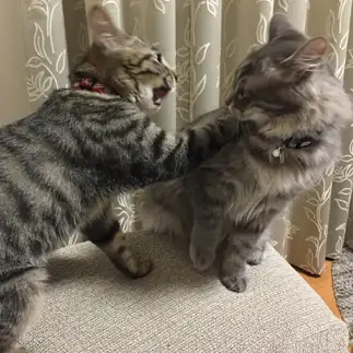 おい!っと、ど突きすぎるネコ　　ようこさん