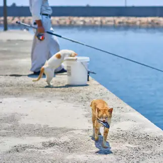 お魚くわえて満足すぎるネコ　　KENTA19720720さん