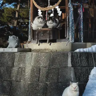 狛犬すぎるネコ　　Eijuさん