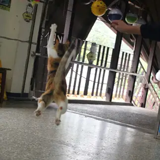 必死にジャンプしすぎるネコ　　夫馬 ひな乃さん