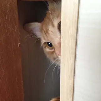 市原悦子すぎるネコ　　眠り猫さん