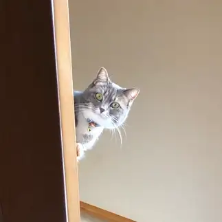 びびりすぎるネコ　　Naotoさん
