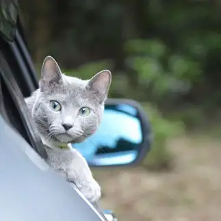 運転がうますぎるネコ　　ルナにゃんさん