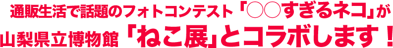 通販生活で話題のフォトコンテスト「○○すぎるネコ」が山梨県立博物館「ねこ展」とコラボします！