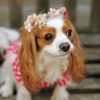 第1回「犬の多様性の巻」 イメージ