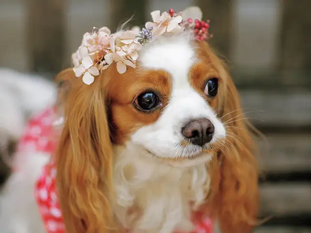 第1回「犬の多様性の巻」 イメージ