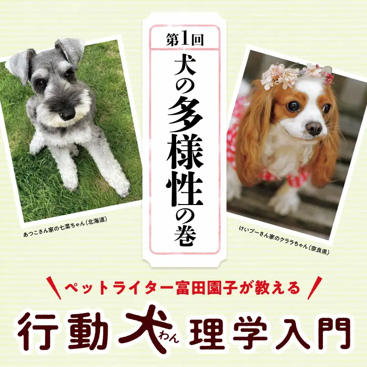 ペットライター富田園子が教える 行動犬理学入門 第1回「犬の多様性の巻」