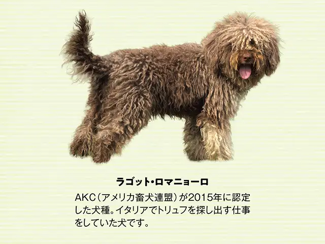 犬種ってどれくらいあるの？ イメージ