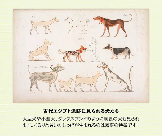 犬種ってどれくらいあるの？ イメージ2