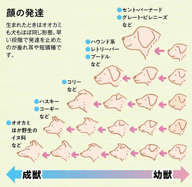 垂れ耳や立ち耳、鼻ぺちゃなど、犬の顔がこんなにいろいろある理由は？ イメージ2