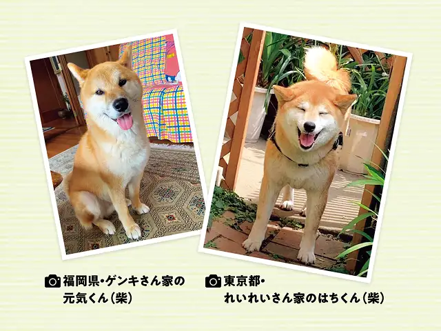 柴は原始的な犬ってホント？ イメージ