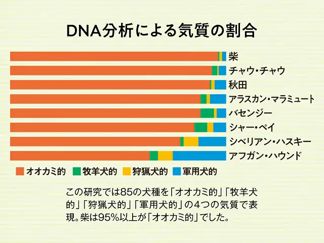 柴は原始的な犬ってホント？ イメージ2