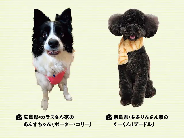 最も知能の高い犬種は？ イメージ