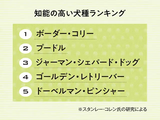 最も知能の高い犬種は？ イメージ2
