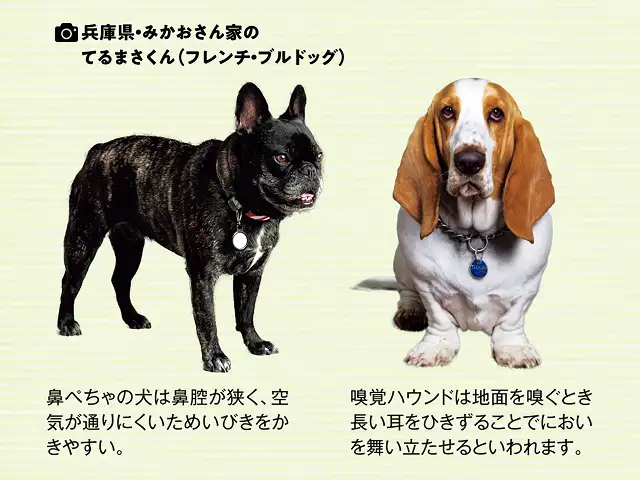 犬種によって嗅覚に違いはあるの？ イメージ