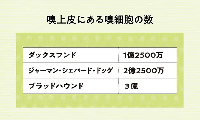 犬種によって嗅覚に違いはあるの？ イメージ2